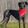 Black Great Dane Paint by numbers