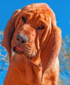 Bloodhound Dog Paint by numbers