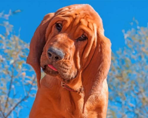 Bloodhound Dog Paint by numbers