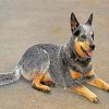 Australian Cattle Dog Paint by numbers