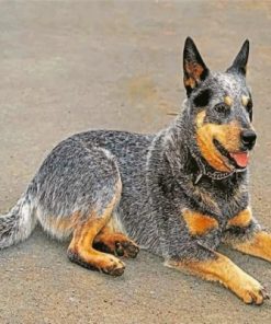 Australian Cattle Dog Paint by numbers