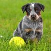 Blue Heeler Puppy Paint by numbers
