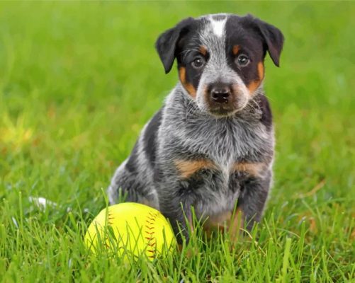 Blue Heeler Puppy Paint by numbers