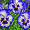 Purple Pansies Paint by numbers