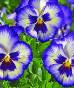 Purple Pansies Paint by numbers