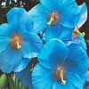 Blue Poppies Paint by numbers