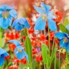 Blue Poppies Flowers Paint by numbers