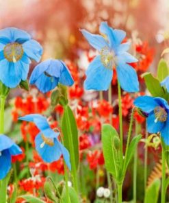 Blue Poppies Flowers Paint by numbers