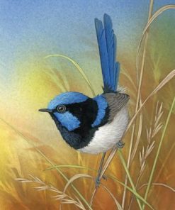 Blue Wren Bird paint by numbers