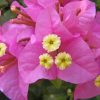 Bougainvillea Flowers Paint by numbers