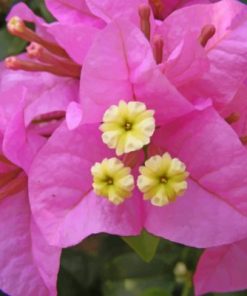 Bougainvillea Flowers Paint by numbers