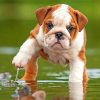 British Bulldog In The Water Paint by numbers