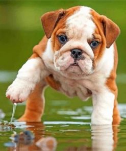 British Bulldog In The Water Paint by numbers