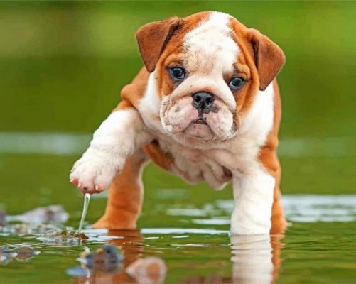 British Bulldog In The Water Paint by numbers