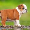 British Bulldog Puppy Paint by numbers