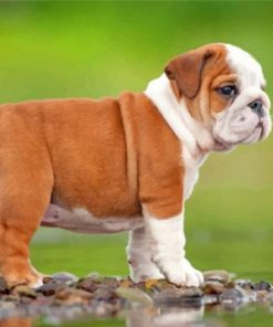 British Bulldog Puppy Paint by numbers