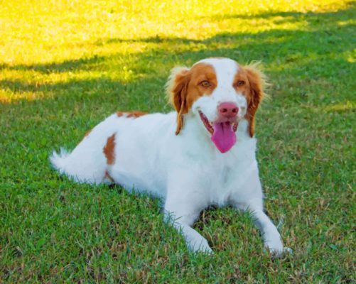 Brittany Spaniel Animal Paint by numbers