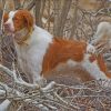 Brittany Spaniel Dog Paint by numbers