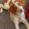 Brittany Spaniel Dog Paint by numbers