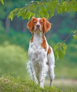 Brittany Spaniel Dog Paint by numbers