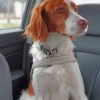 Brittany Spaniel Paint by numbers