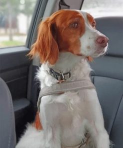 Brittany Spaniel Paint by numbers