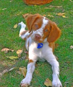 Brittany Spaniel Pet Paint by numbers
