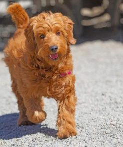 Brown Golden Doodle Paint by numbers
