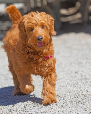 Brown Golden Doodle Paint by numbers