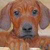 Brown Rhodesian Ridgeback Paint by numbers