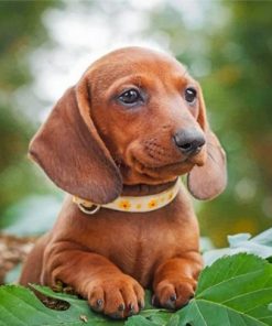 Brown Sausage Dog Paint by numbers