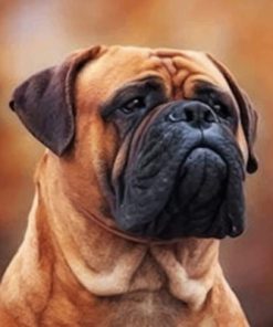 Bullmastiff Dog Paint by numbers