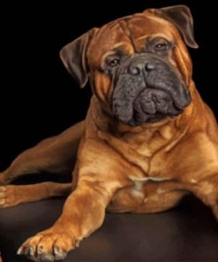 Bullmastiff Dog Paint by numbers