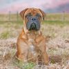 Bullmastiff Dog Paint by numbers