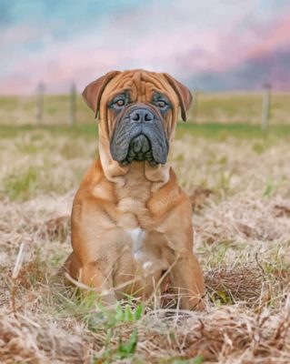 Bullmastiff Dog Paint by numbers