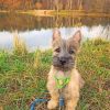 Cairn Terrier Dog Paint by numbers