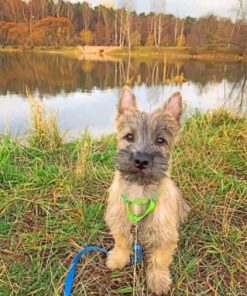 Cairn Terrier Dog Paint by numbers