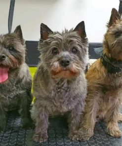 Cairn Terriers paint by numbers