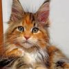 Calico Cat Paint by numbers