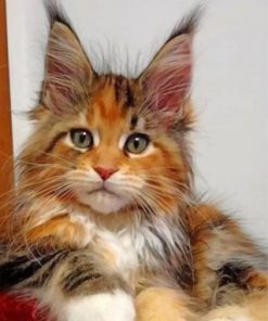 Calico Cat Paint by numbers