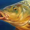 Carp Fish Paint by numbers