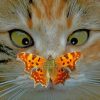 Cat And Butterfly Paint by numbers