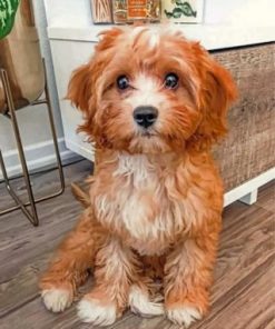 Cavapoo Dog paint by numbers
