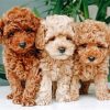 Cavapoo Puppies Paint by numbers