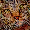 Celtic Knot Tabby Cat Paint by numbers