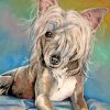 Chinese Crested Art Paint by numbers