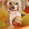 Chinese Crested Dog Paint by numbers