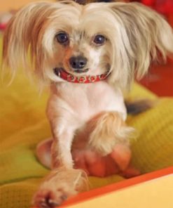Chinese Crested Dog Paint by numbers