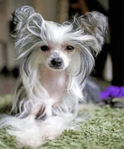 Chinese Crested Dog Paint by numbers