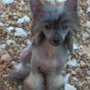Chinese Crested Paint by numbers